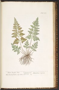 プレート 220、黒い乙女の髪、「A Curious Herbal」より 作： Elizabeth Blackwell