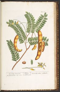 プレート 221、「A Curious Herbal」より 作： Elizabeth Blackwell