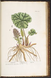 プレート 222、「A Curious Herbal」より 作： Elizabeth Blackwell