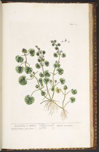 プレート 225、「A Curious Herbal」より 作： Elizabeth Blackwell
