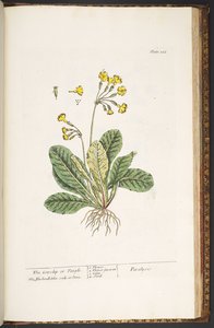 プレート 226、「A Curious Herbal」より 作： Elizabeth Blackwell