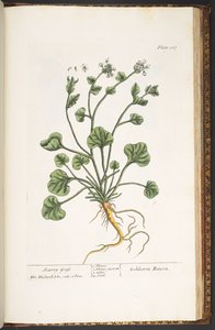 プレート 227、「A Curious Herbal」より 作： Elizabeth Blackwell