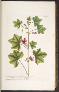 プレート 22、マロン、「A Curious Herbal」より 作： Elizabeth Blackwell