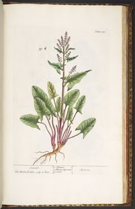 プレート 230、「A Curious Herbal」より 作： Elizabeth Blackwell