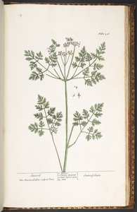 プレート 236、Chervil、「A Curious Herbal」より 作： Elizabeth Blackwell