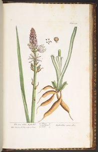 プレート 238、「A Curious Herbal」より 作： Elizabeth Blackwell