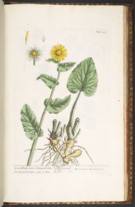 プレート 239、「A Curious Herbal」より 作： Elizabeth Blackwell