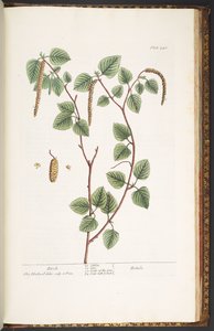 プレート 240、「A Curious Herbal」より 作： Elizabeth Blackwell