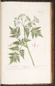 プレート 243、「A Curious Herbal」より 作： Elizabeth Blackwell