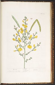プレート 244、「A Curious Herbal」より 作： Elizabeth Blackwell