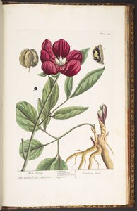 プレート 245、オスのピオニー、「A Curious Herbal」より 作： Elizabeth Blackwell