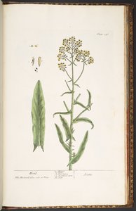 プレート 246、ウォッド、「A Curious Herbal」より 作： Elizabeth Blackwell
