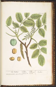 プレート 247、ウォールナット、「A Curious Herbal」より 作： Elizabeth Blackwell