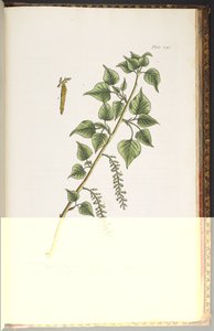 プレート 248、「A Curious Herbal」より 作： Elizabeth Blackwell