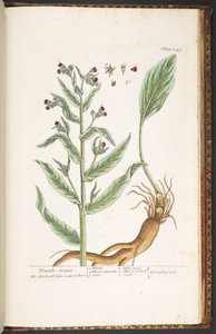 プレート 249、「A Curious Herbal」より 作： Elizabeth Blackwell
