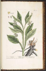 プレート 252、「A Curious Herbal」より 作： Elizabeth Blackwell