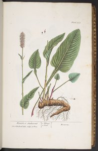 プレート 254、「A Curious Herbal」より 作： Elizabeth Blackwell