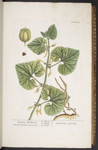 プレート 255、「A Curious Herbal」より 作： Elizabeth Blackwell