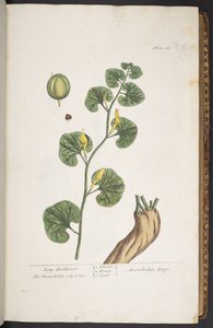 プレート 257、「A Curious Herbal」より 作： Elizabeth Blackwell