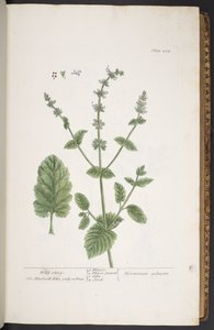 プレート 258、「A Curious Herbal」より 作： Elizabeth Blackwell