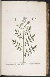 プレート 260、「A Curious Herbal」より 作： Elizabeth Blackwell