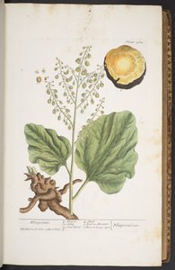 プレート 262、「A Curious Herbal」より 作： Elizabeth Blackwell