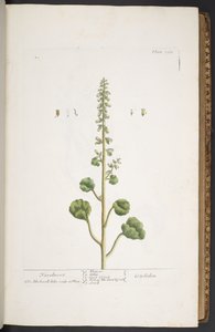 プレート 263、「A Curious Herbal」より 作： Elizabeth Blackwell
