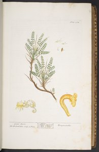 プレート 264、「A Curious Herbal」より 作： Elizabeth Blackwell