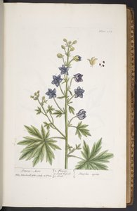 プレート 265、「A Curious Herbal」より 作： Elizabeth Blackwell