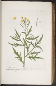 プレート 266、「A Curious Herbal」より 作： Elizabeth Blackwell
