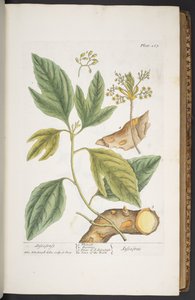 プレート 267、「A Curious Herbal」より 作： Elizabeth Blackwell