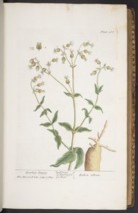 プレート 268、「A Curious Herbal」より 作： Elizabeth Blackwell