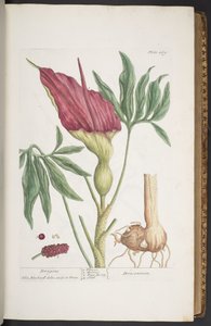 「A Curious Herbal」のプレート 269、Dragons、または Dracontium 作： Elizabeth Blackwell