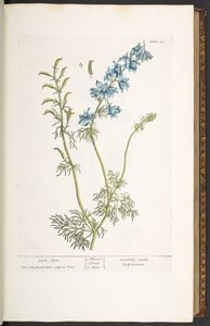 プレート 26、ヒバリ、「A Curious Herbal」より 作： Elizabeth Blackwell