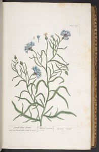 プレート 270、小さな青いボトル、「A Curious Herbal」より 作： Elizabeth Blackwell