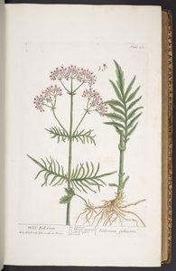 プレート 271、「A Curious Herbal」より 作： Elizabeth Blackwell