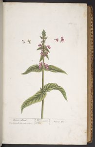 プレート 273、「A Curious Herbal」より 作： Elizabeth Blackwell