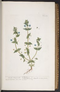 プレート 274、「A Curious Herbal」より 作： Elizabeth Blackwell