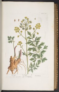 プレート 275、「A Curious Herbal」より 作： Elizabeth Blackwell