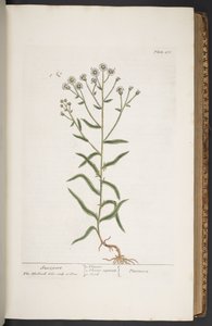 プレート 276、「A Curious Herbal」より 作： Elizabeth Blackwell