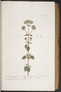 プレート 280、「A Curious Herbal」より 作： Elizabeth Blackwell