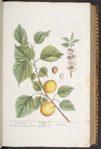 プレート 281、「A Curious Herbal」より 作： Elizabeth Blackwell