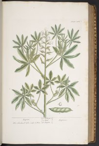 プレート 282、「A Curious Herbal」より 作： Elizabeth Blackwell