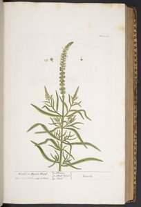 プレート 283、「A Curious Herbal」より 作： Elizabeth Blackwell