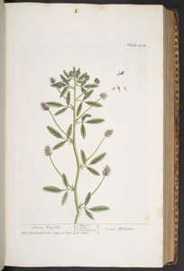 プレート 284、「A Curious Herbal」より 作： Elizabeth Blackwell