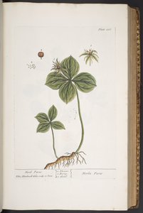 プレート 286、「A Curious Herbal」より 作： Elizabeth Blackwell