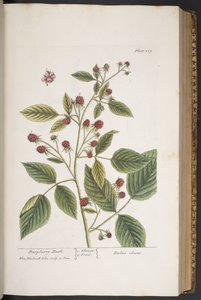 プレート 289、「A Curious Herbal」より 作： Elizabeth Blackwell