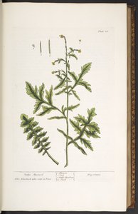 プレート 28、ヘッジ マスタード、「A Curious Herbal」より 作： Elizabeth Blackwell