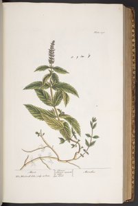 プレート 290、「A Curious Herbal」より 作： Elizabeth Blackwell