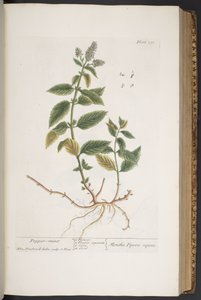 プレート 291、「A Curious Herbal」より 作： Elizabeth Blackwell